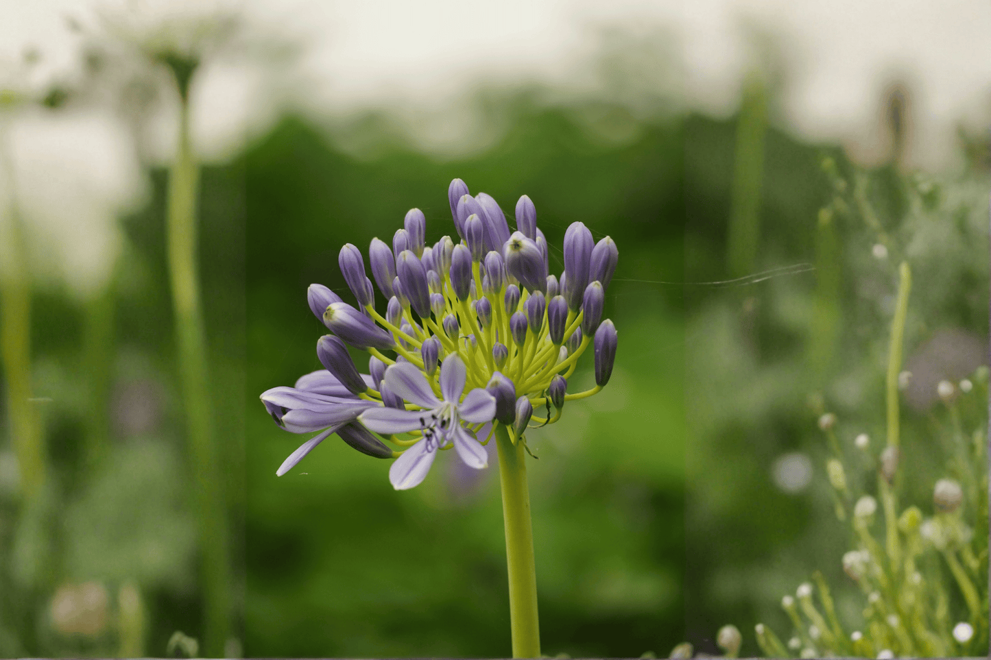 Peter Pan Lily-of-the-Nile 1 Live Plant – 4-Inch Pot – Agapanthus ‘Peter Pan’