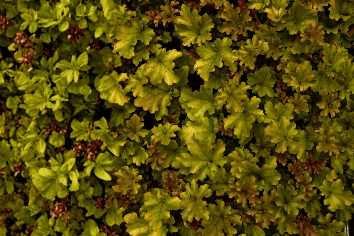 Caramel Coral Bells 1 Live Plant – Heuchera ‘Caramel’ – Quart Pot