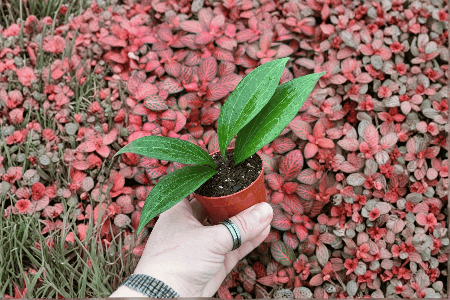 Hoya Pottsii 2 Live Starter Plants – 2-Inch Pot Format – Hoya pottsii