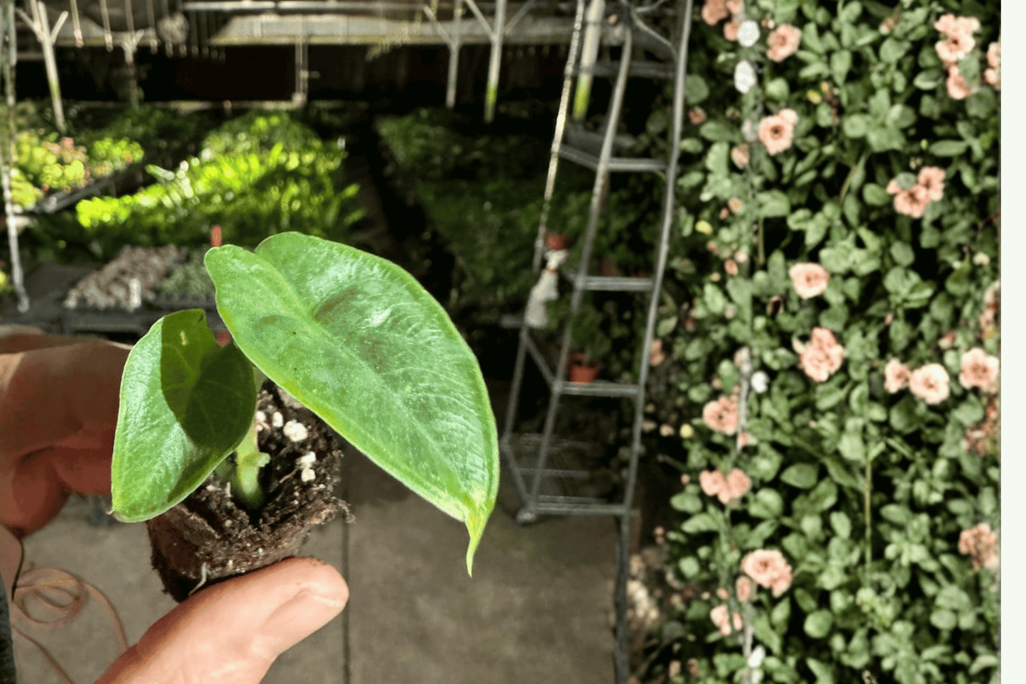 2 Alocasia puncak borneensis Starter Plants – Live Rare Tropical Aroid