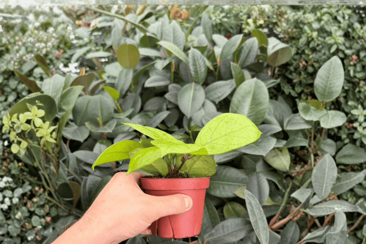Hoya fungii 2 Exact Live Plants – Specific 4” Size Bare Root