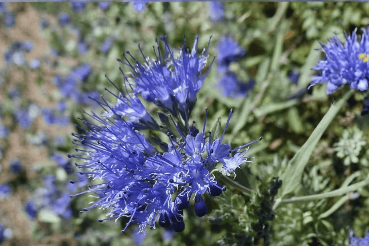 Dark Knight Bluebeard 1 Live Plant – Caryopteris × clandonensis ‘Dark Knight’ – 2 Gallon Pot