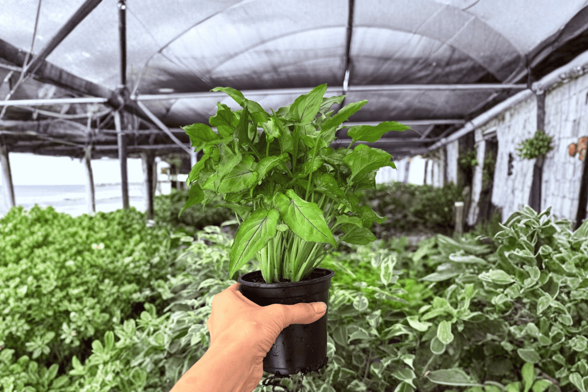 2 Syngonium Red Yami Exact Live Plants – Specific Plants in 4” Pots
