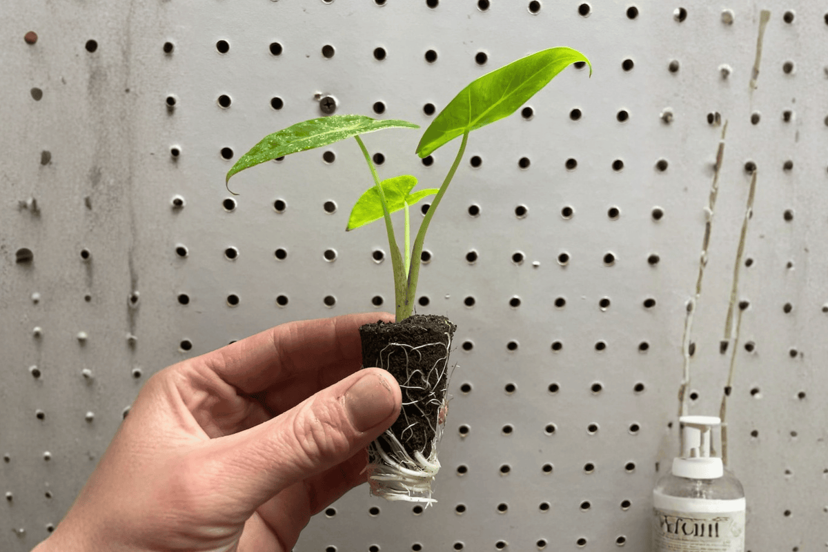 Alocasia Lutea 2 Starter Live Plants – Alocasia macrorrhizos ‘Lutea’