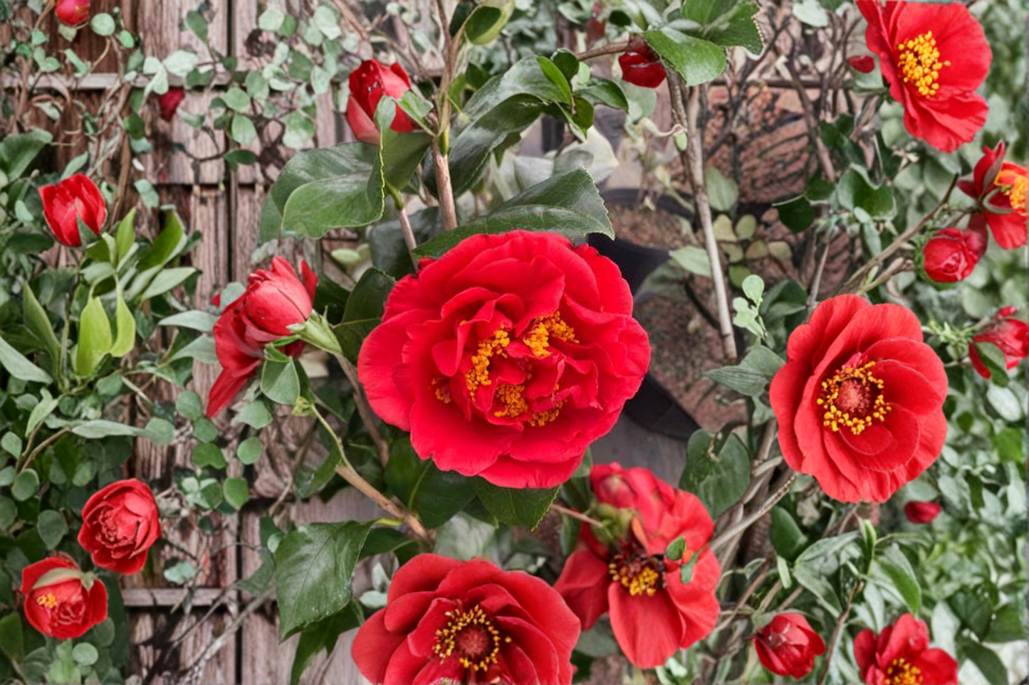 Japanese Camellia Live Plant 3 Gallon Pot – Kramers Beauty Red Flower Evergreen Shrub Shade Garden Ornamental Plant