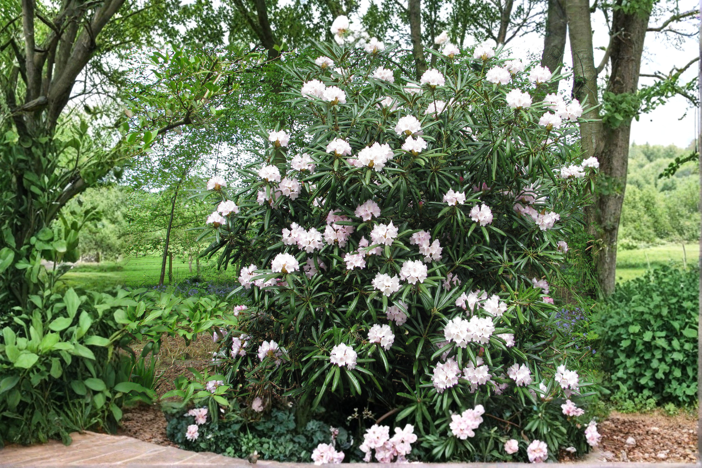 Great Laurel Bare Root Live Plant – Rhododendron maximum Native Evergreen Shrub