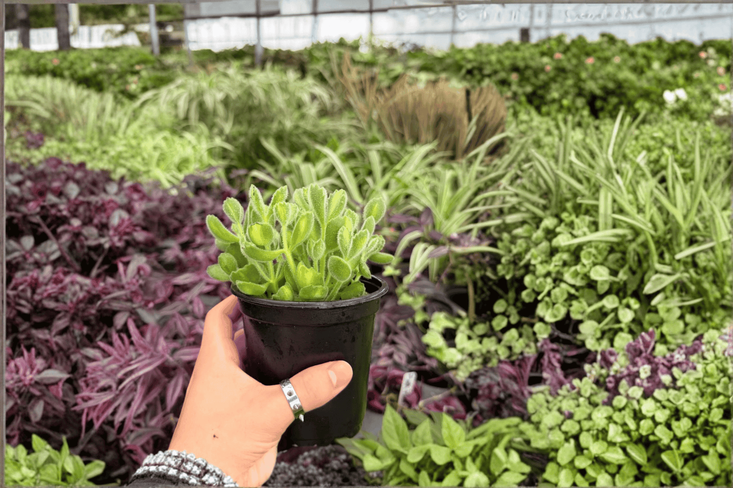 Variegated Bear Paw 2 Exact Live Plants – 4-Inch Pots – Cotyledon tomentosa ‘Variegata’