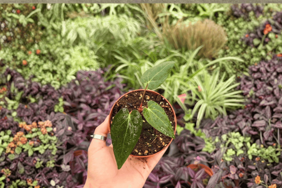 2 Exact Anthurium FS x Blue Papi Live Plants – 4” Pot