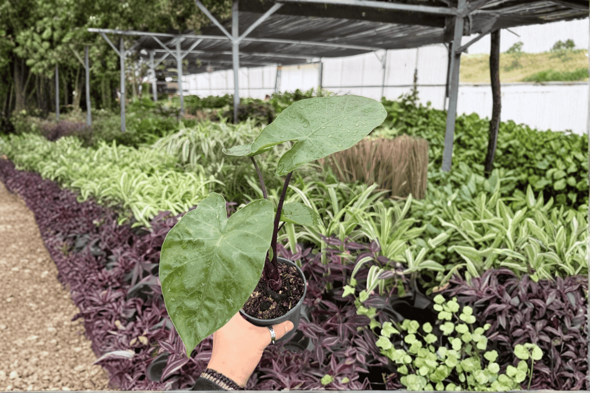 Alocasia Dark Star 2 Exact Live Plants – 4-Inch Pots – Alocasia ‘Dark Star’