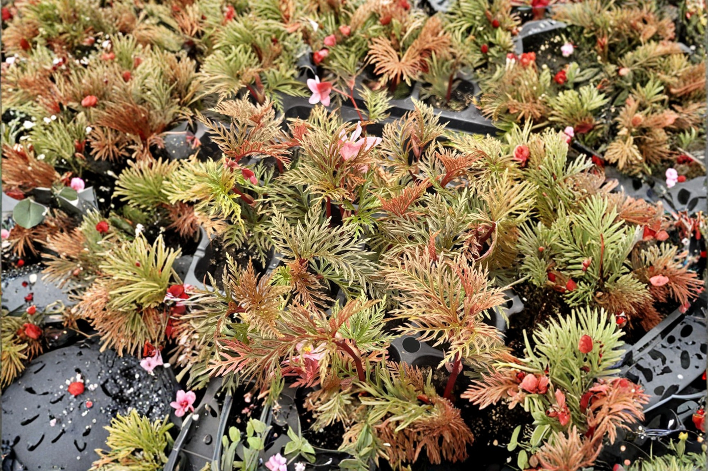 Begonia Bipinnatifida Live Plant Fern Begonia Rare Indoor Houseplant Tropical Starter Plant in 2 Inch Pot