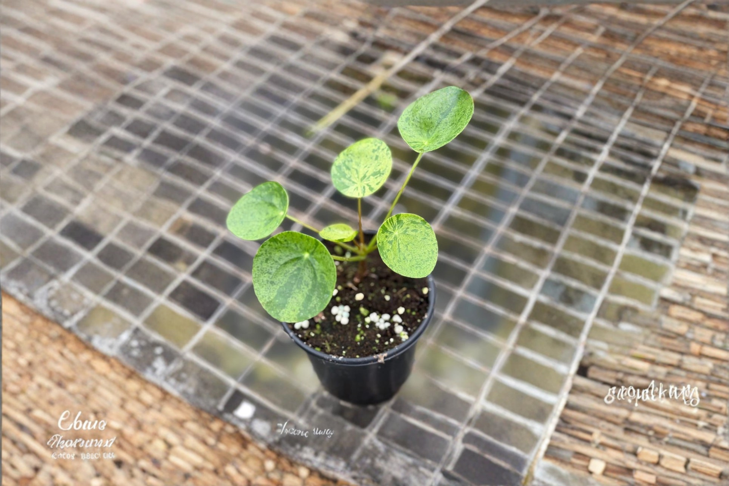 Variegated Pilea Peperomioides Live Plant Mojito Chinese Money Plant 2 Inch Starter Gift