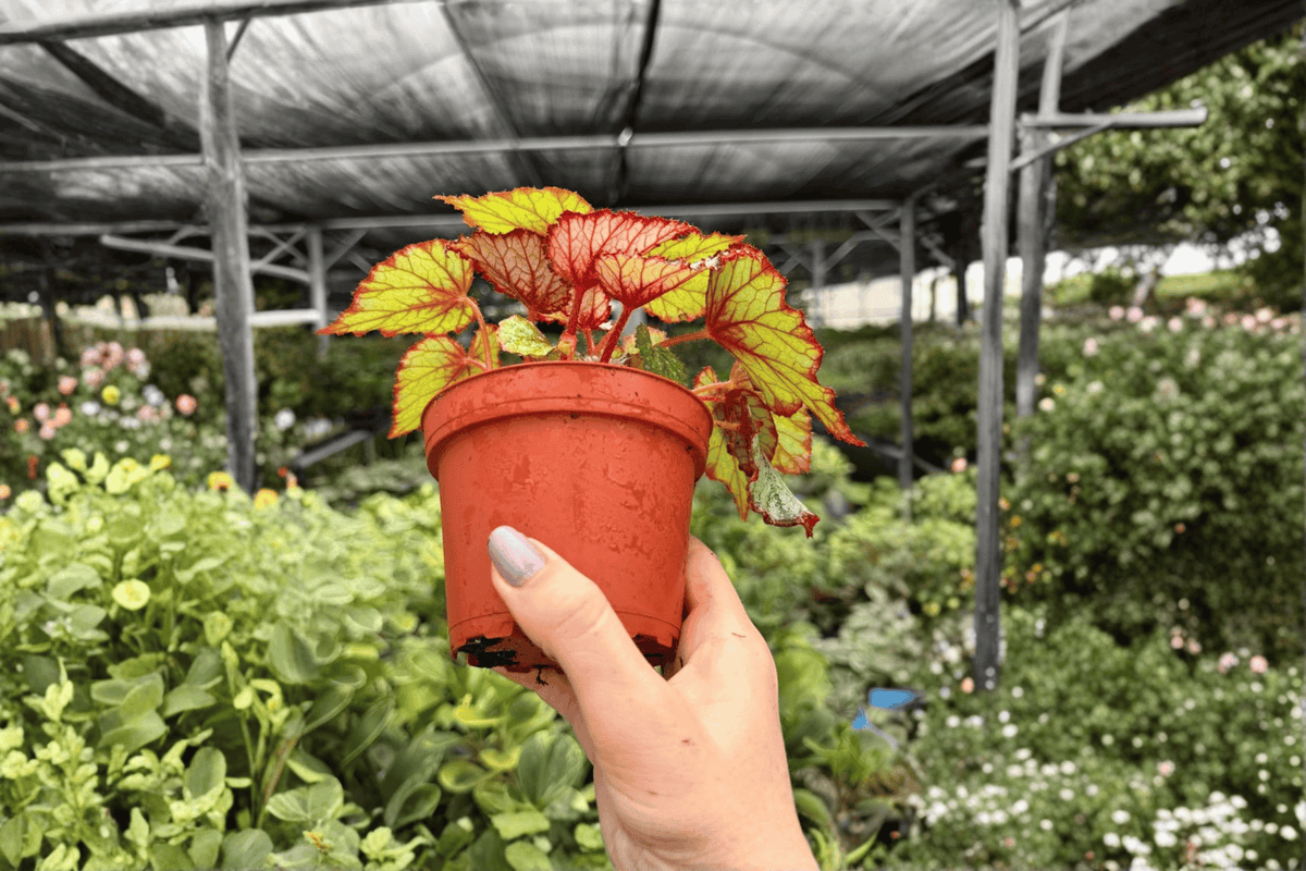 Begonia Harmony’s Crimson Oak 2 Exact Live Plants – 4-Inch Pots – Begonia 'Harmony’s Crimson Oak'
