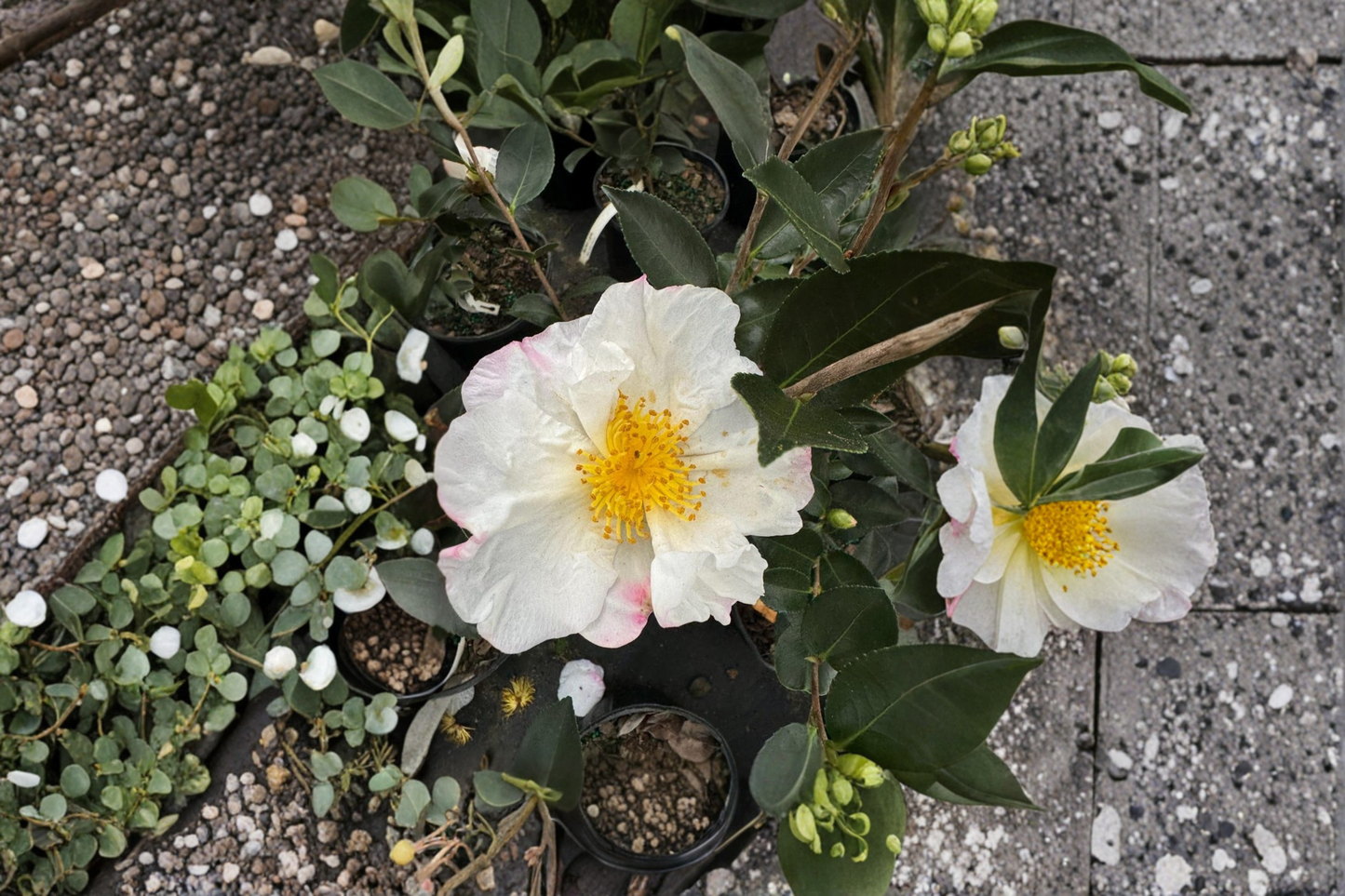 Northern Lights Camellia Live Plant 1 Gallon Pot Fall Blooming Evergreen Shrub Garden Landscape Camellia