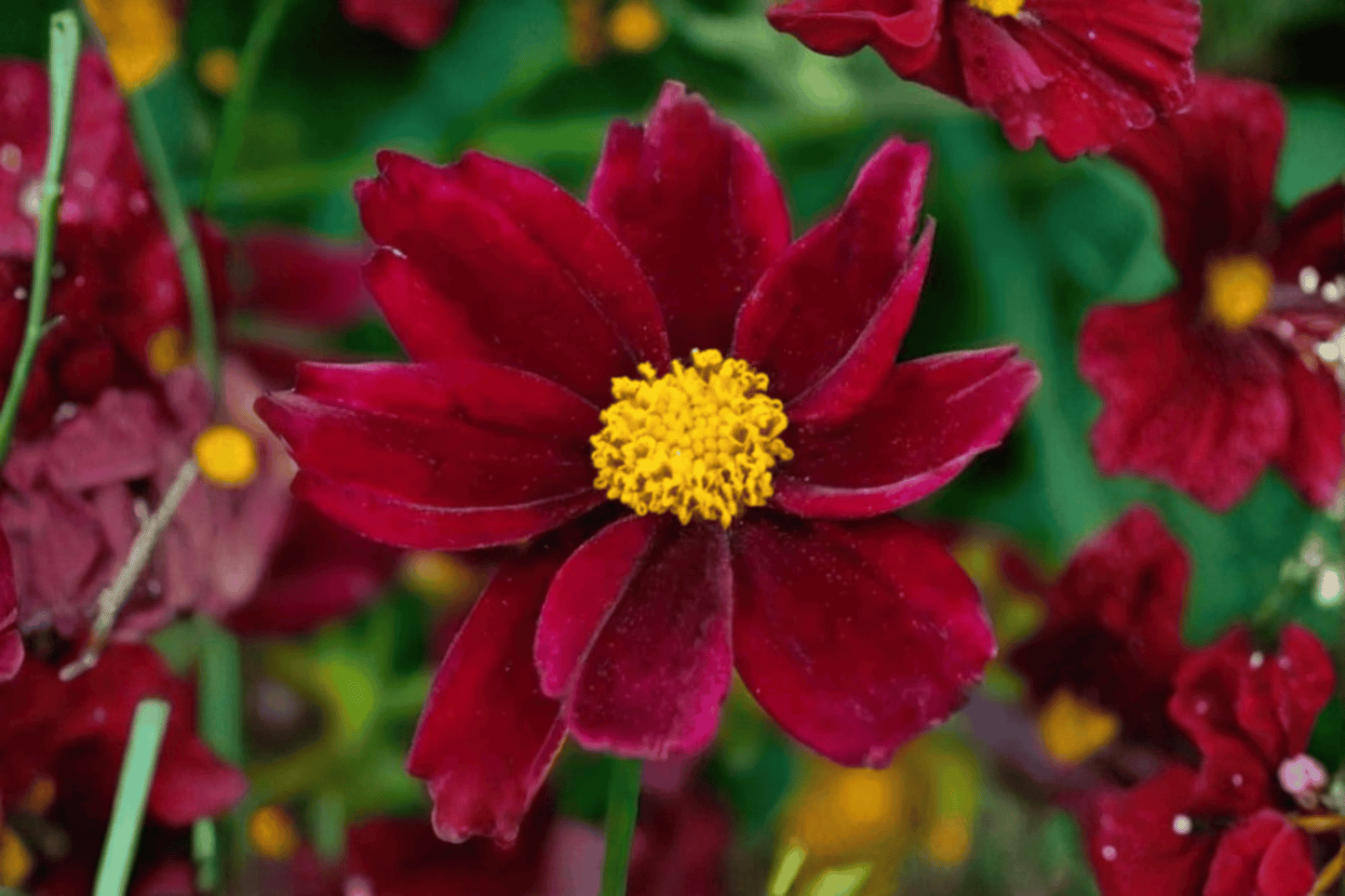 Big Bang Mercury Rising Tickseed 1 Live Plant – 4-Inch Pot – Coreopsis ‘Mercury Rising’