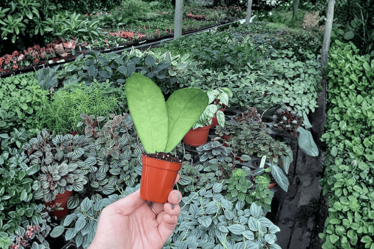 Hoya callistophylla 2 Live Starter Plants – 2-Inch Pot Size – Hoya callistophylla