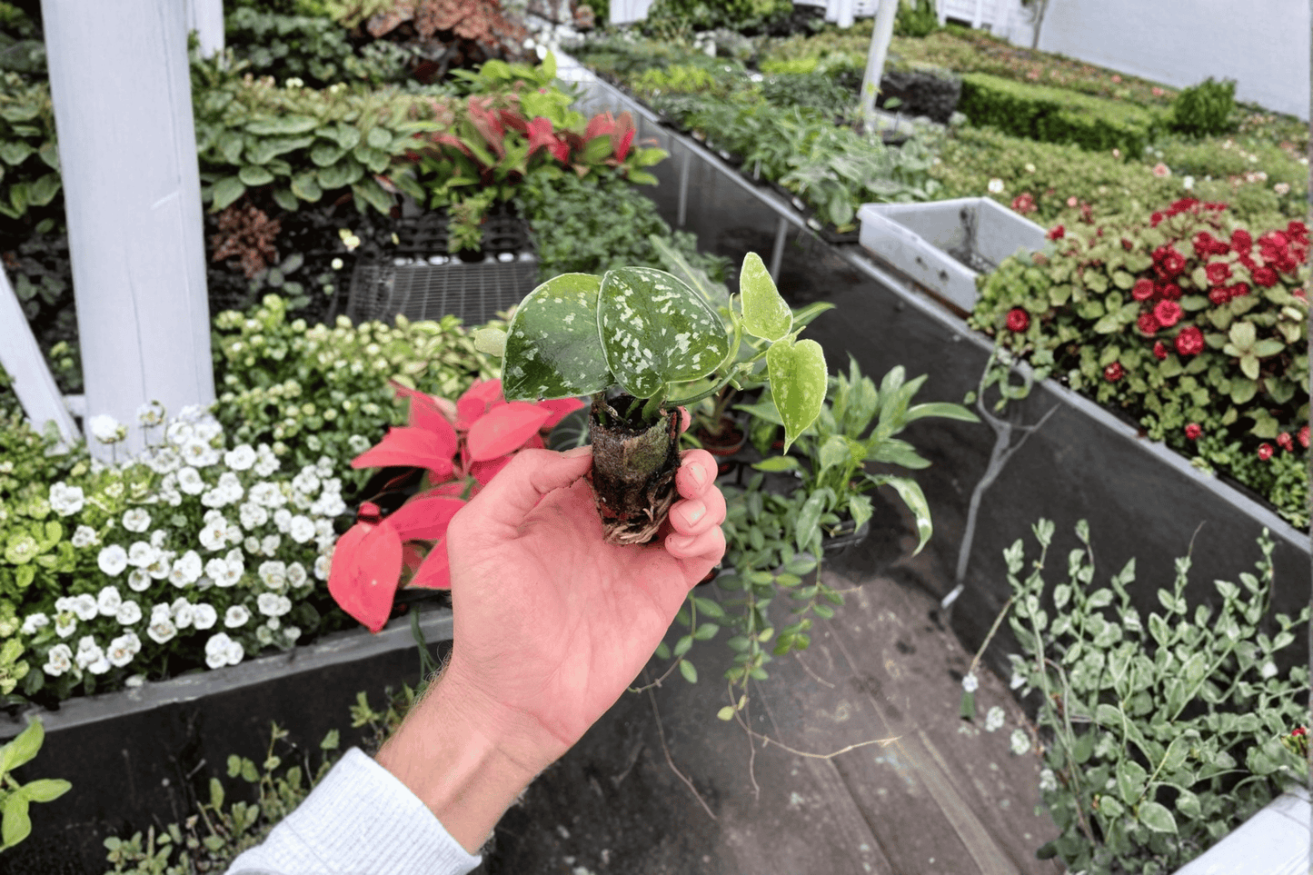 2 Scindapsus Exotica Starter Plants – Scindapsus pictus 'Exotica' Bare Root