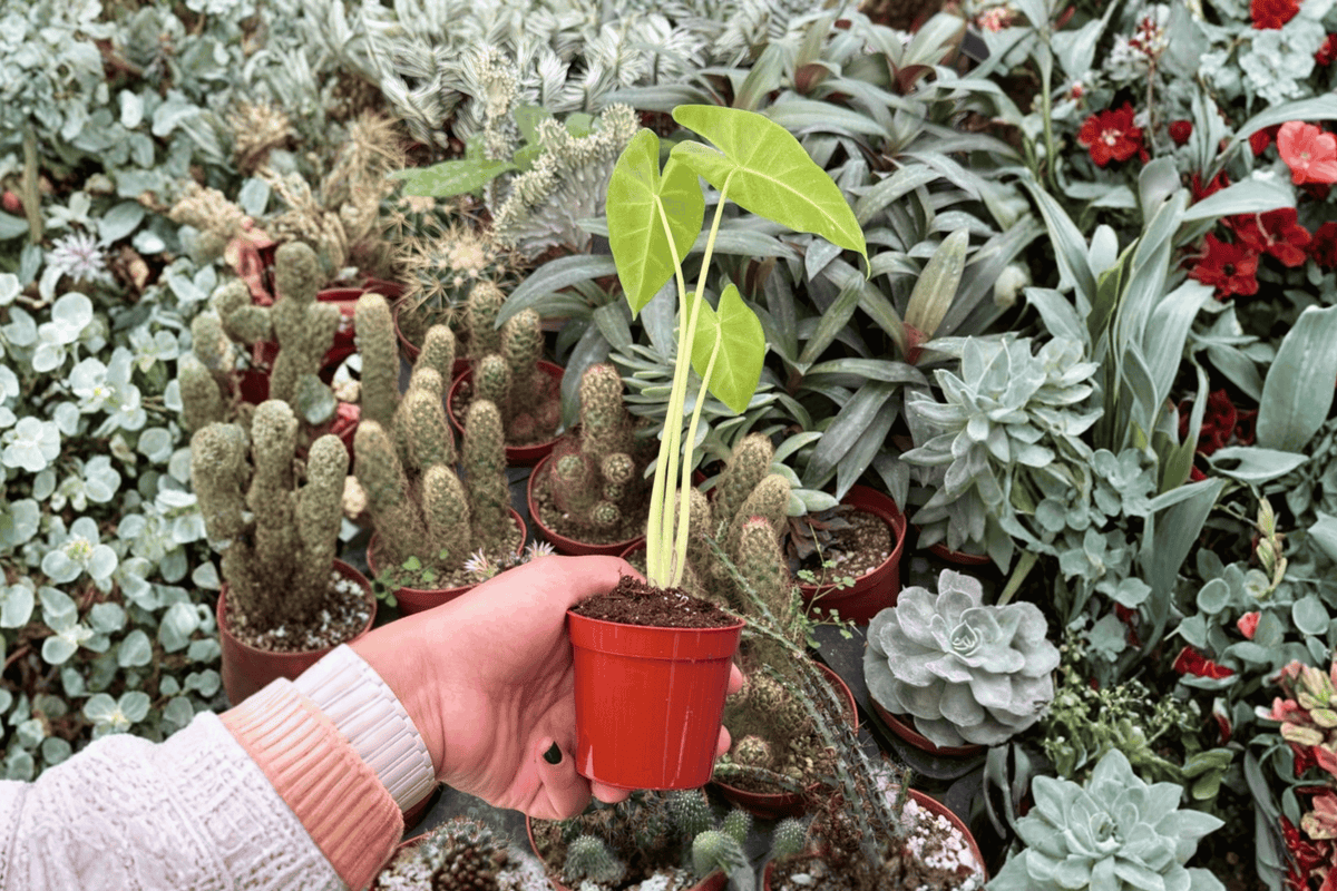 Alocasia Lutea 2 Live Starter Plants – 2-Inch Nursery Size – Alocasia macrorrhizos ‘Lutea’