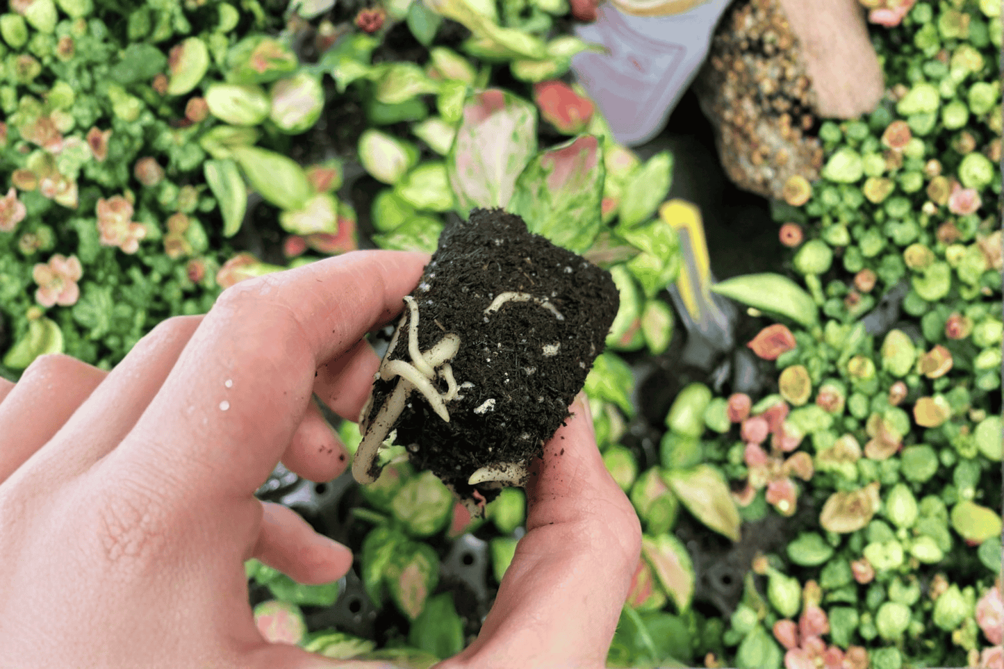 2 Aglaonema 'Lucky Red' Chinese Evergreen Starter Plants – Bare Root Live Plants