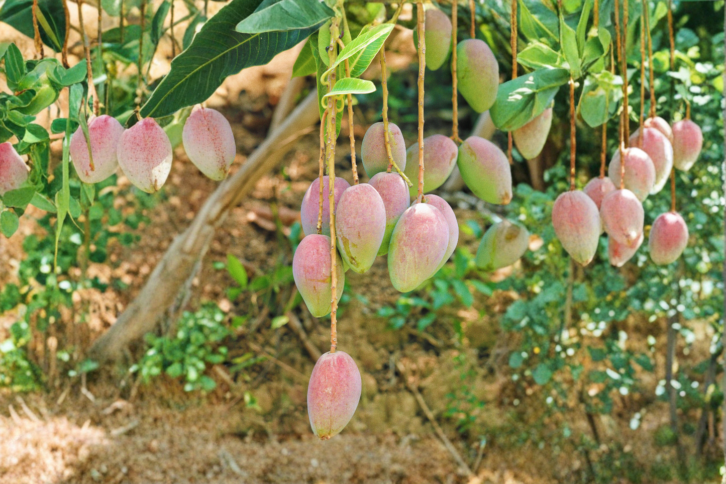 Coconut Cream Mango Tree Live Seedling – Tropical Starter Plant (Mangifera indica)