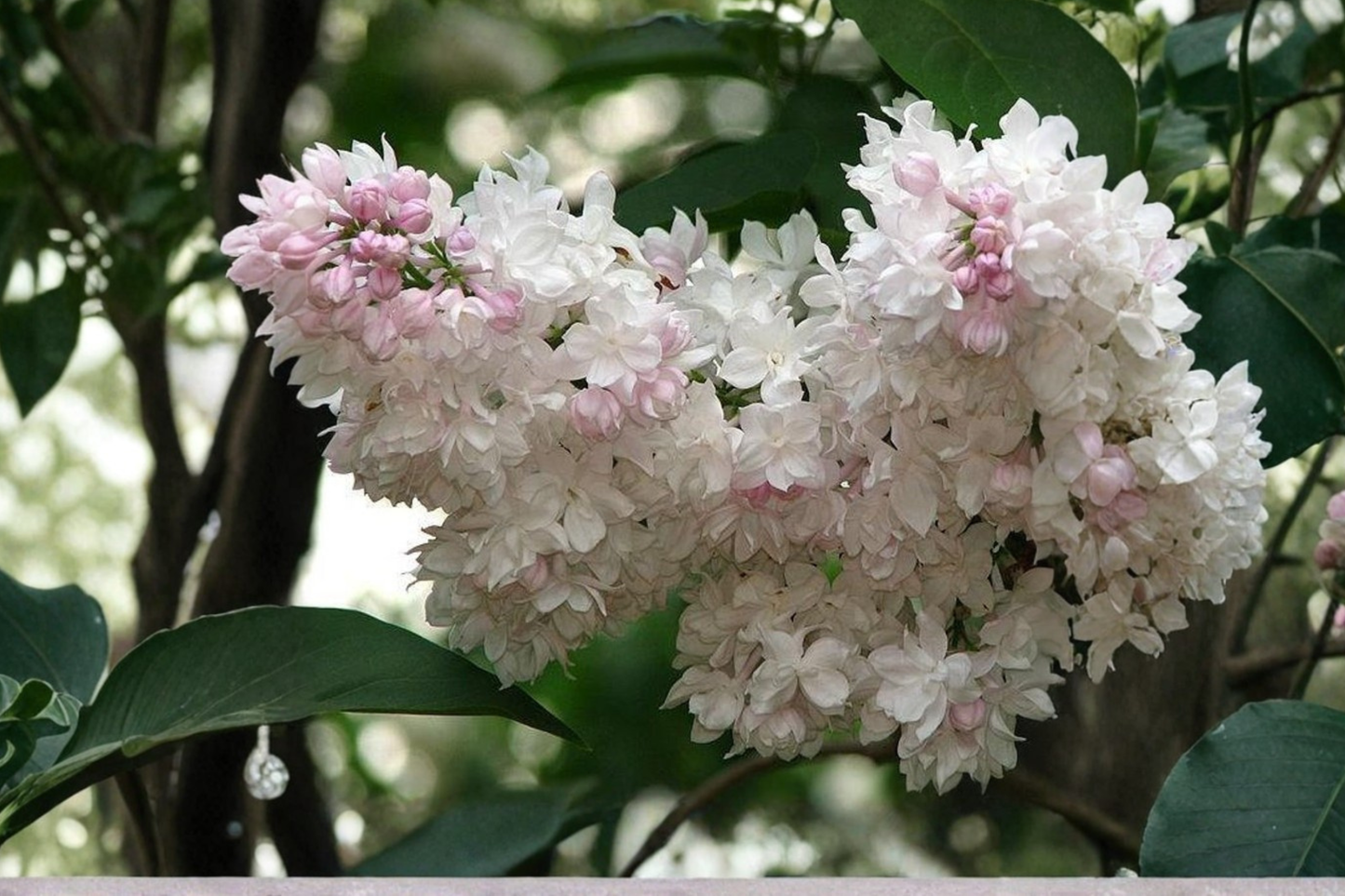 Beauty of Moscow Lilac Live Plant 4 Inch Pot – Syringa vulgaris Fragrant White Pink Flower Shrub Garden Plant