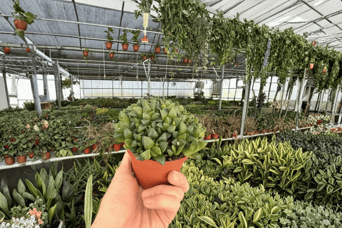 2 Haworthia retusa Live Plants in 4-Inch Pots – Haworthia retusa