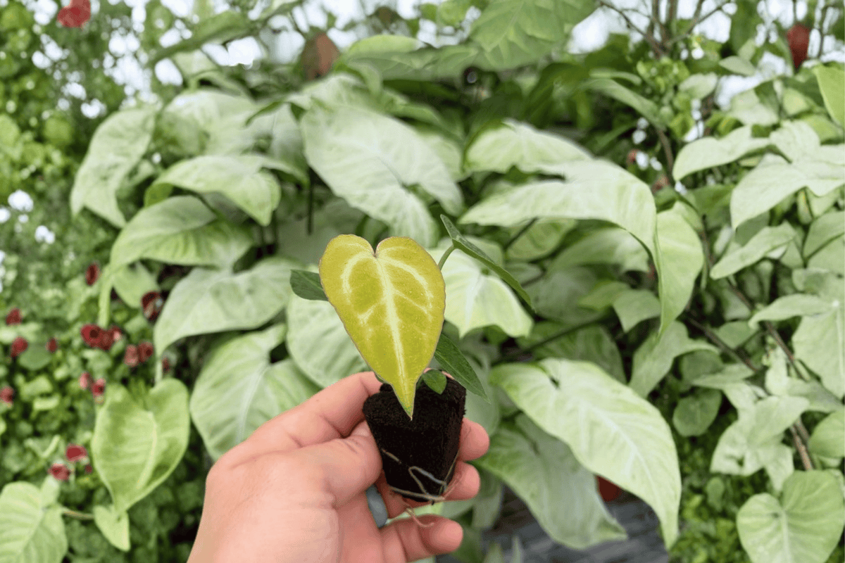 Anthurium Magnificum × Silver Blush 2 Exact Live Starter Plants – Bare Root