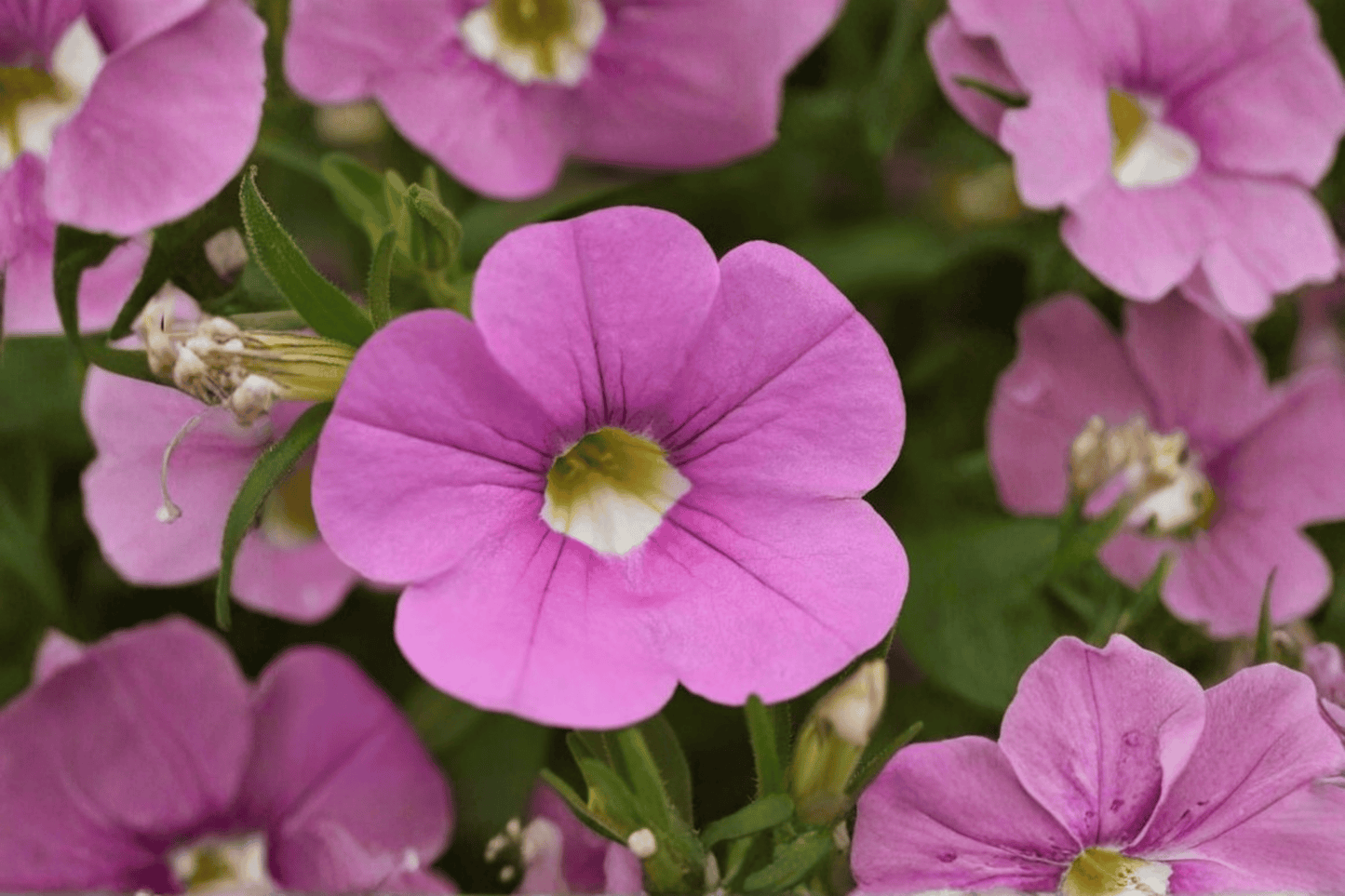 MiniFamous Neo Light Pink + Eye Million Bells 1 Live Plant – 4-Inch Pot – Calibrachoa
