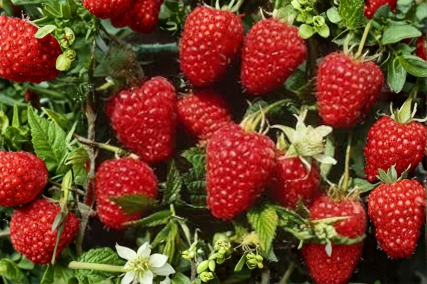 Himbo Top Everbearing Raspberry Live Plant 1 Gallon Pot Rubus Idaeus Fruiting Berry Cane Garden Plant