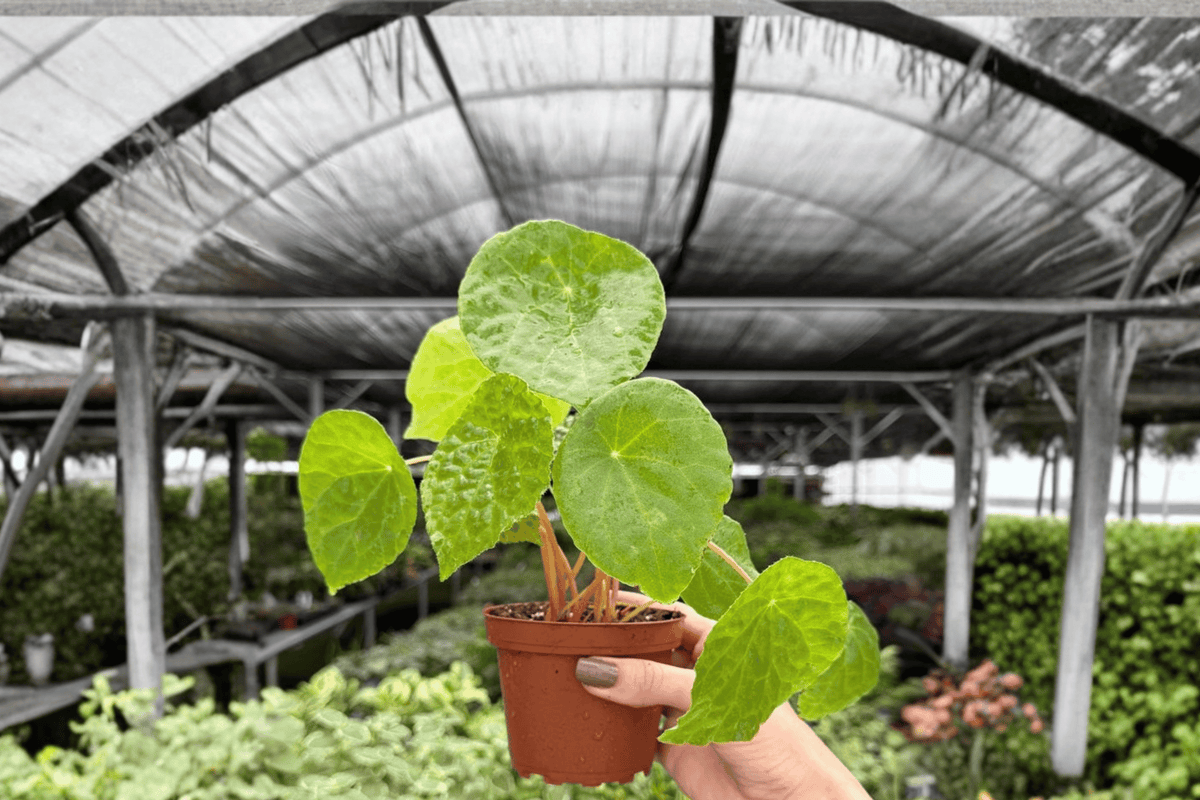 Begonia phuthoensis 2 Exact Live Plants – Specific 4” Size