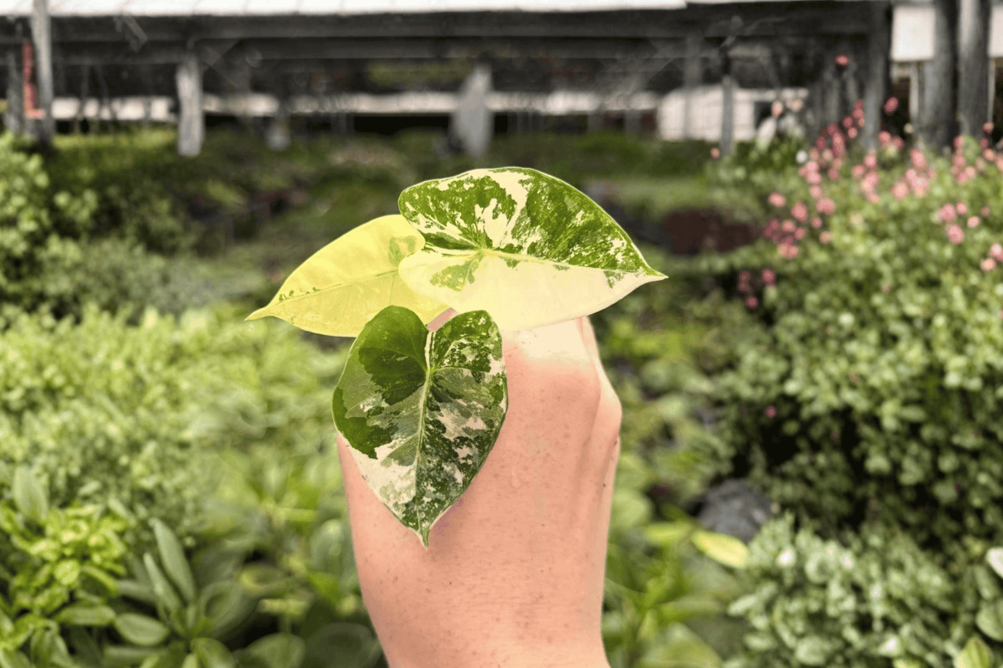 Variegated Alocasia Frydek 2 Exact Starter Live Plants – Plug – Alocasia micholitziana ‘Frydek’