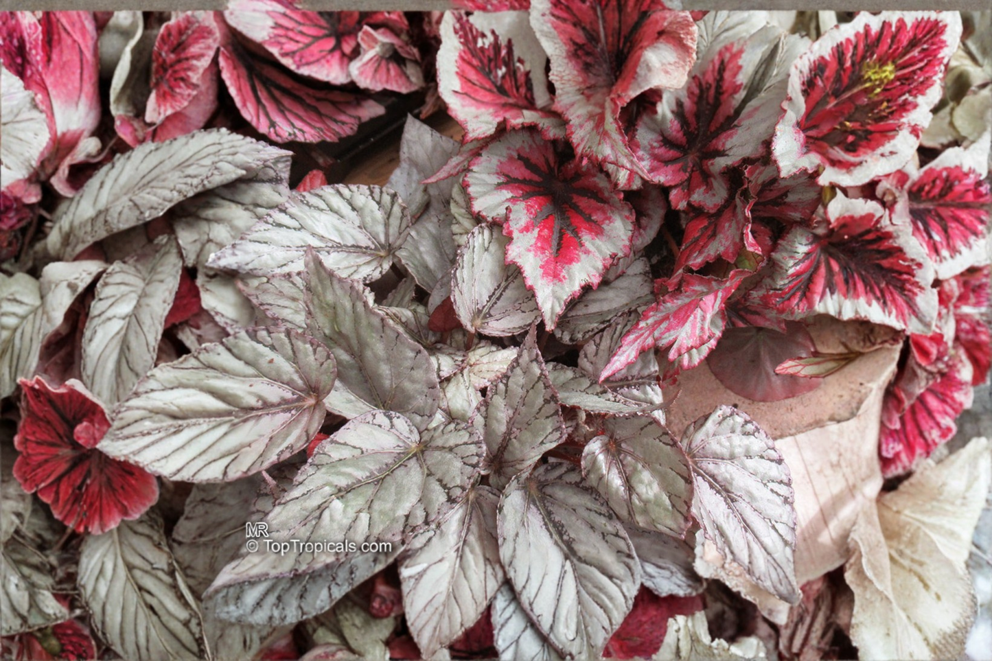 Begonia T Rex Red Robin Live Plants 2 Rooted Starters 1 Qt Pots Colorful Foliage Shade Garden Plant