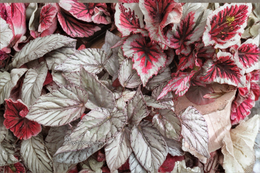 Begonia T Rex Red Robin Live Plants 2 Rooted Starters 1 Qt Pots Colorful Foliage Shade Garden Plant