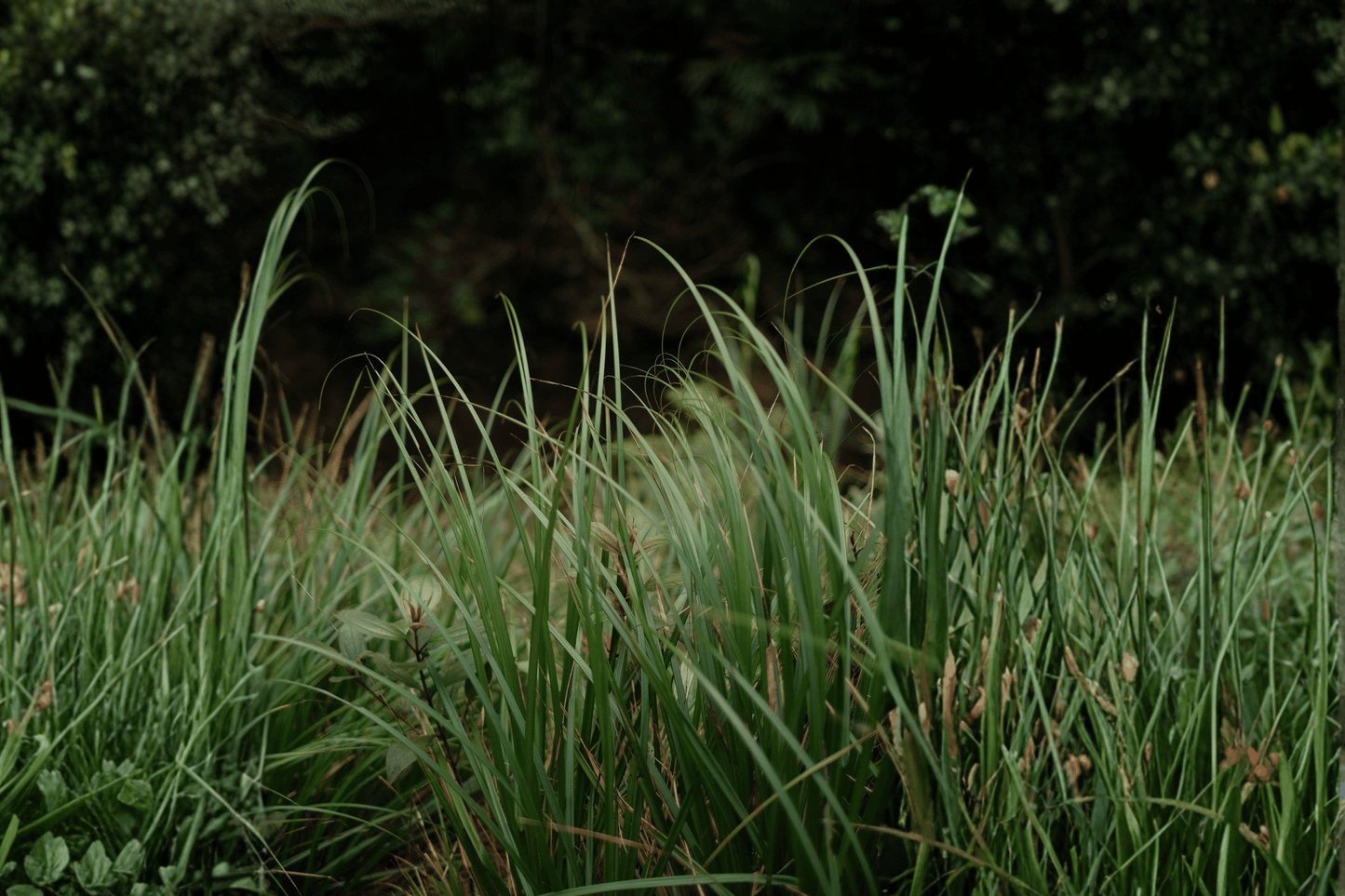 Ribbon Falls Sedge 1 Live Plant – 1-Gallon Pot – Carex ‘Ribbon Falls’