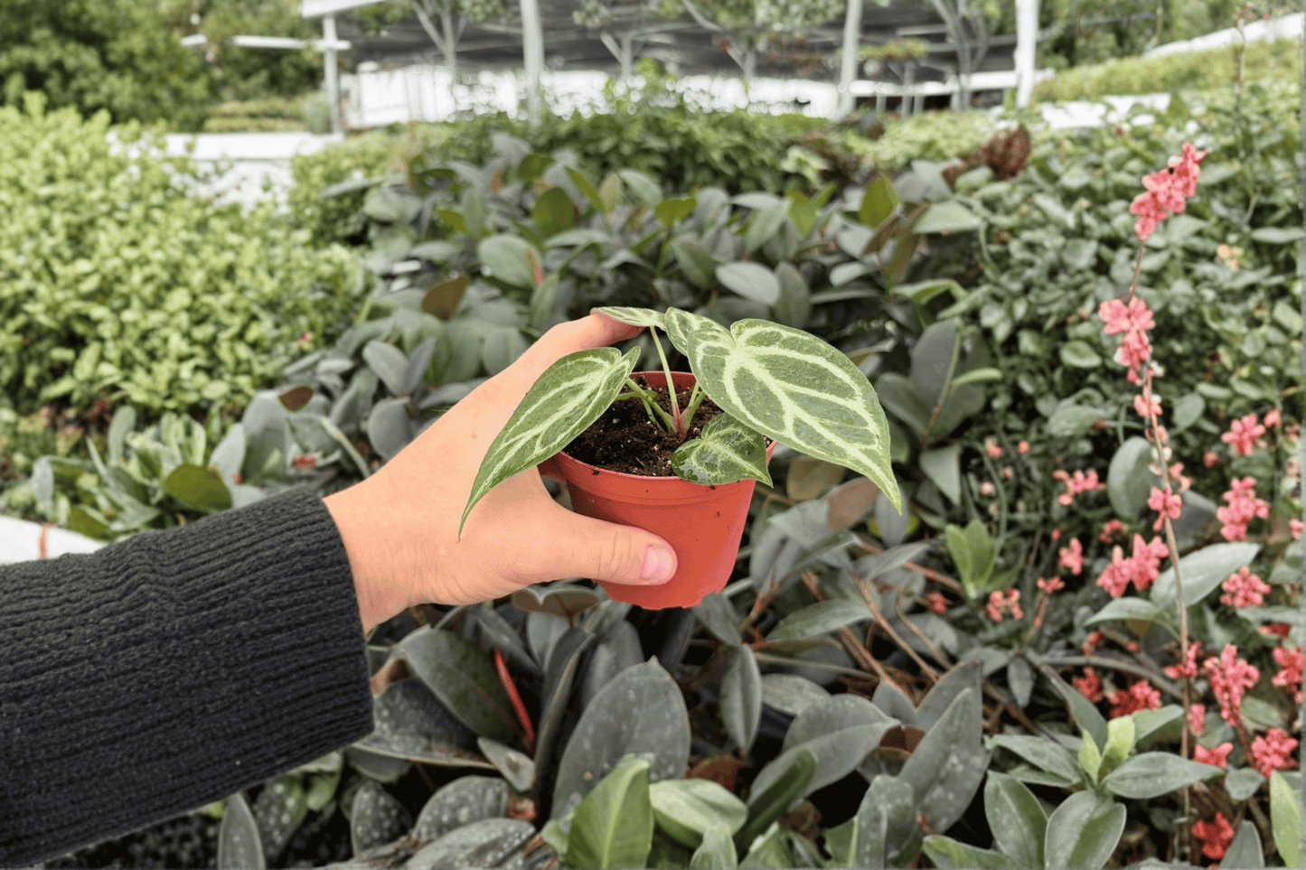 Anthurium Hoffmanii x Silver Hope 2 Exact Live Plants – 4-Inch Pots