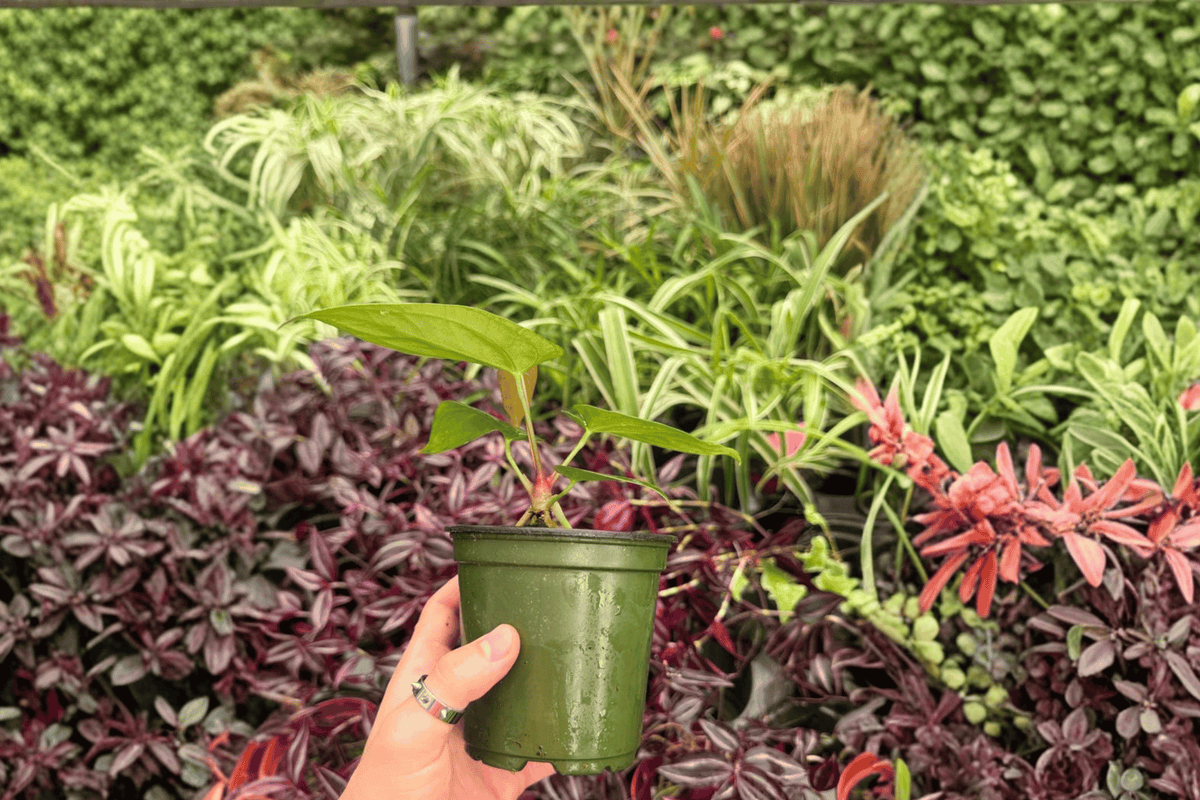 2 Exact Plant Anthurium Papillilaminum x Dressleri – Specific 4” Pot