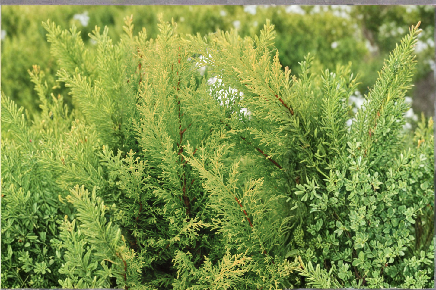 Crippsii Golden Hinoki Cypress Live Plant – 2.5 QT Grow Bag – Chamaecyparis obtusa 'Crippsii'