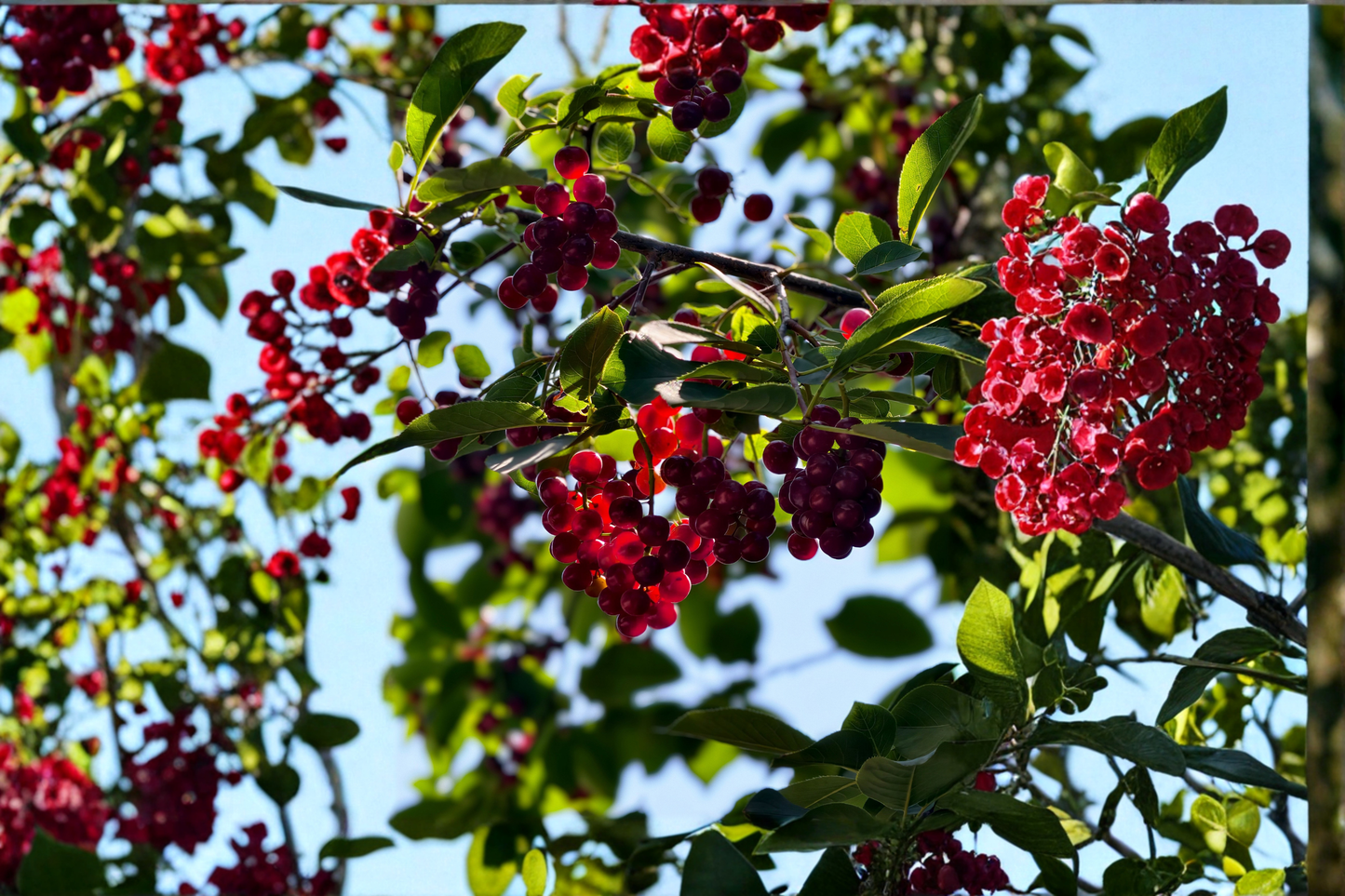 Nanking Bush Cherry Live Plants – Set of 2 – 24+ Inches Tall – Prunus tomentosa
