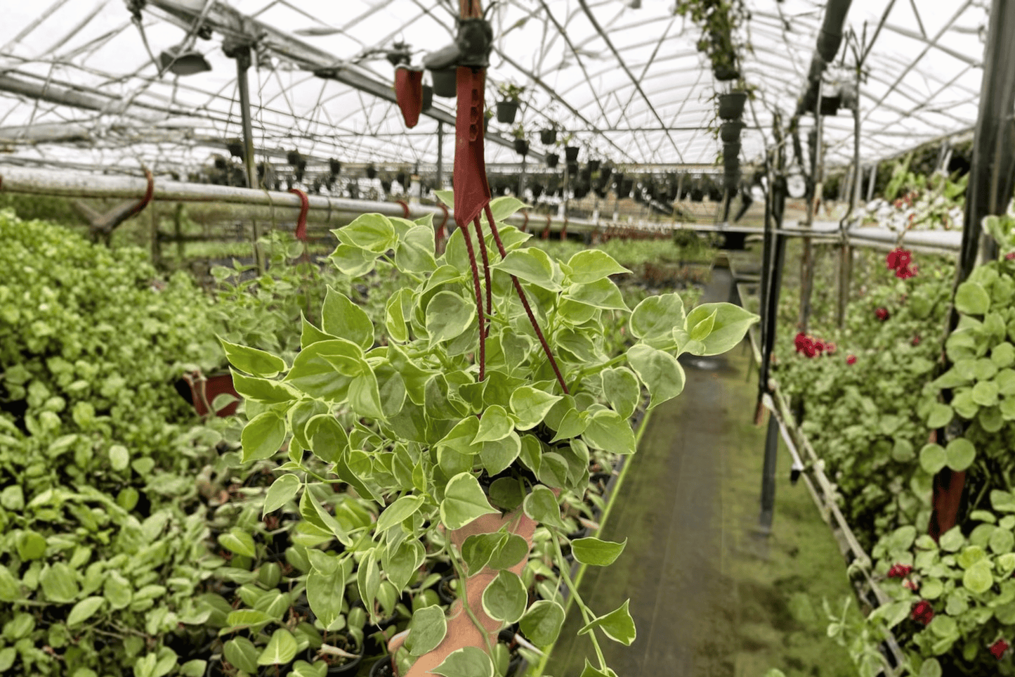 Peperomia Cupid 2 Live Plants – 6-Inch Hanging Baskets – Peperomia scandens
