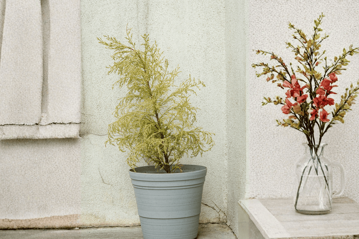 Gold Mop Cypress 1 Live Evergreen Shrub – Chamaecyparis pisifera ‘Mops’ – 1 Gallon Pot