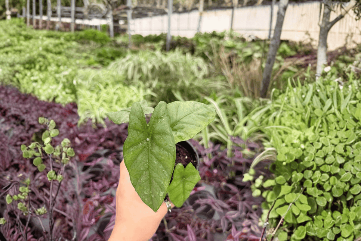 Alocasia Corazon 2 Exact Live Plants – 4-Inch Pots – Alocasia ‘Corazon’