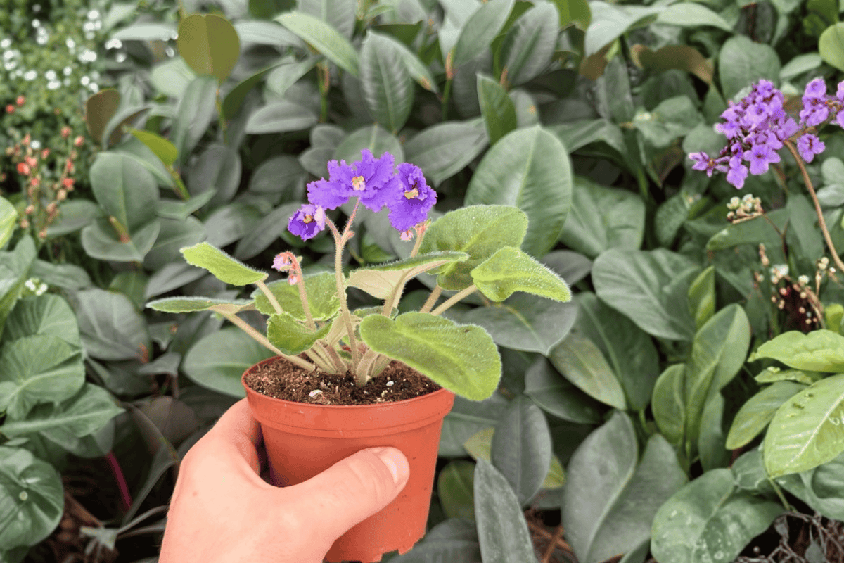 Harmony’s Purple Passion African Violet 2 Exact Live Plants – 4” Size