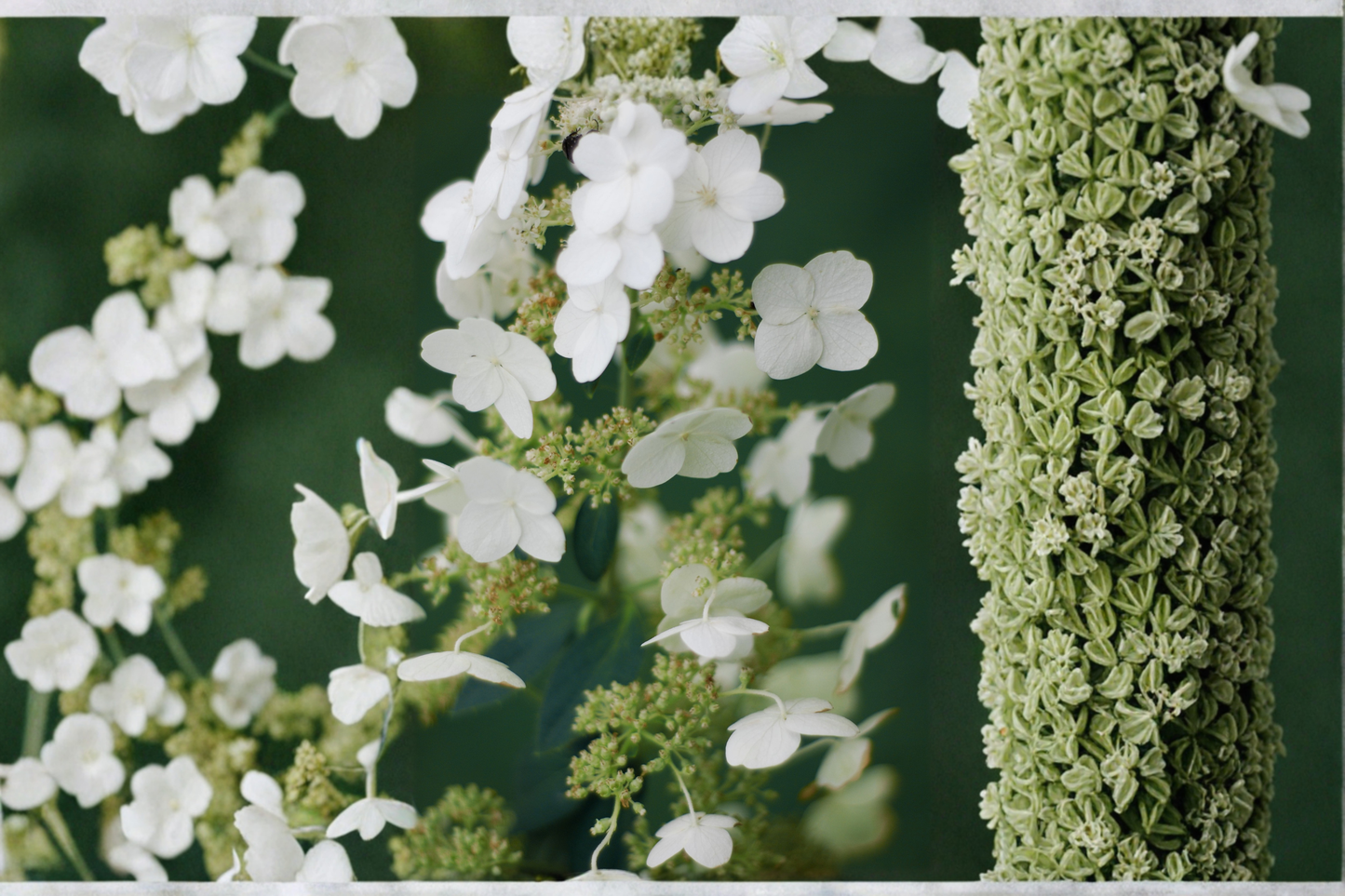 Tardiva Hydrangea Live Plants 2 Rooted Starters 1 Qt Pots Hydrangea Paniculata White Flower Shrub Garden Plant