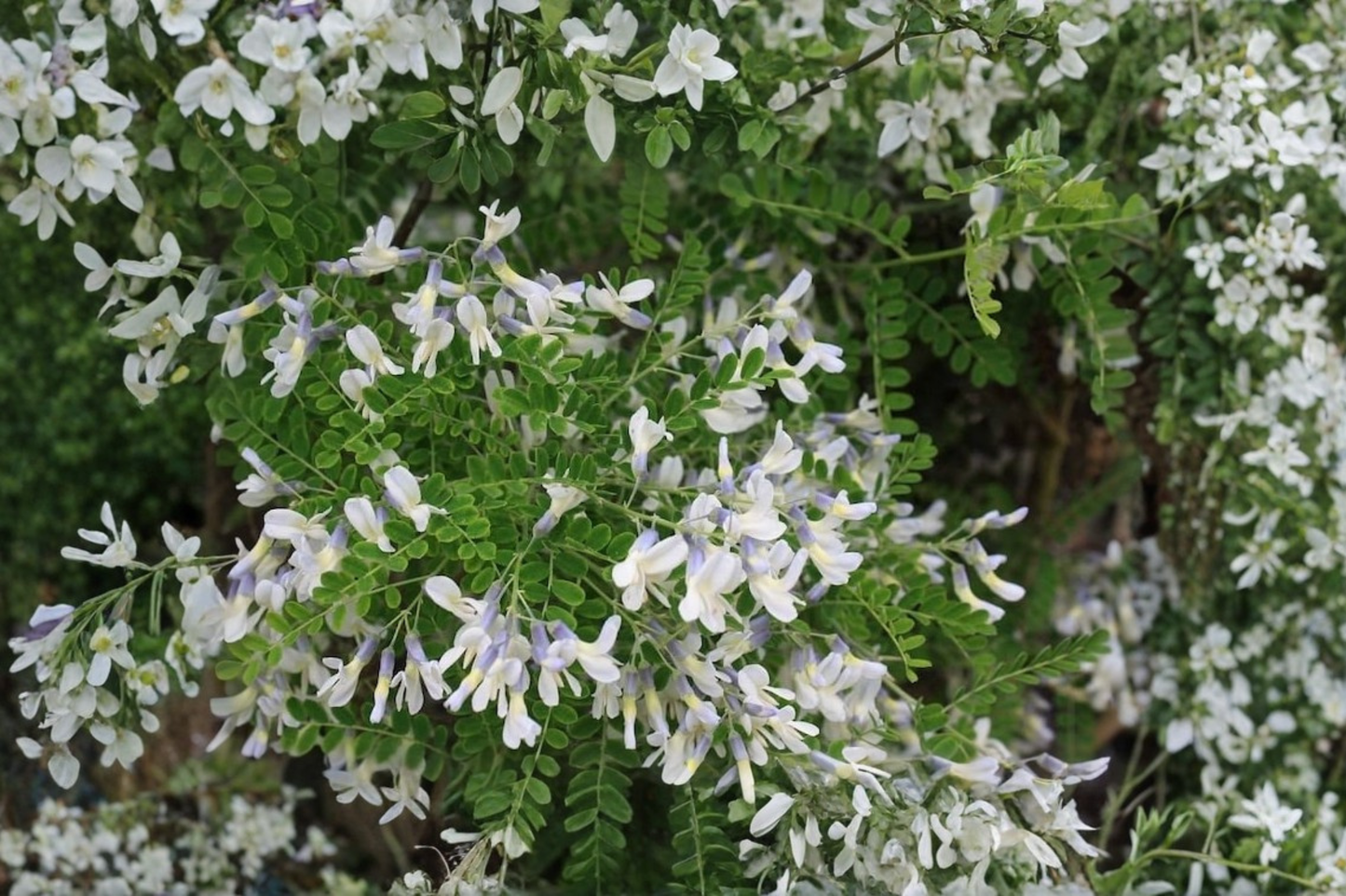 Shrub Pagoda Tree Live Plant 2 Gallon Pot – Sophora davidii Blue Purple Flowering Shrub Drought Tolerant Garden Plant