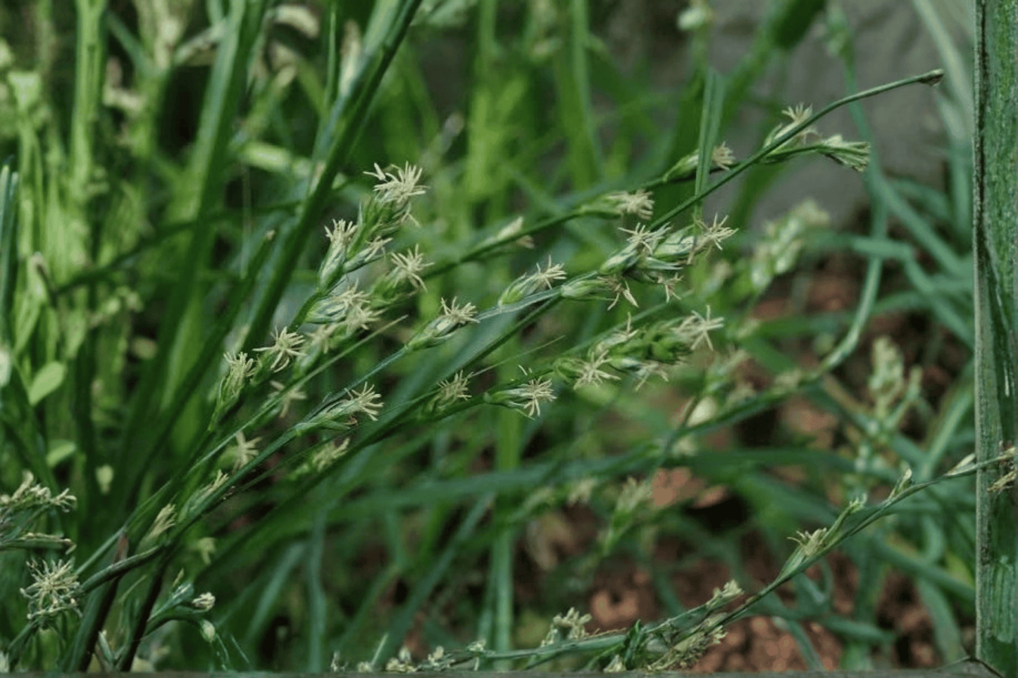 European Grey Sedge 1 Live Plant – 4-Inch Pot – Carex divulsa