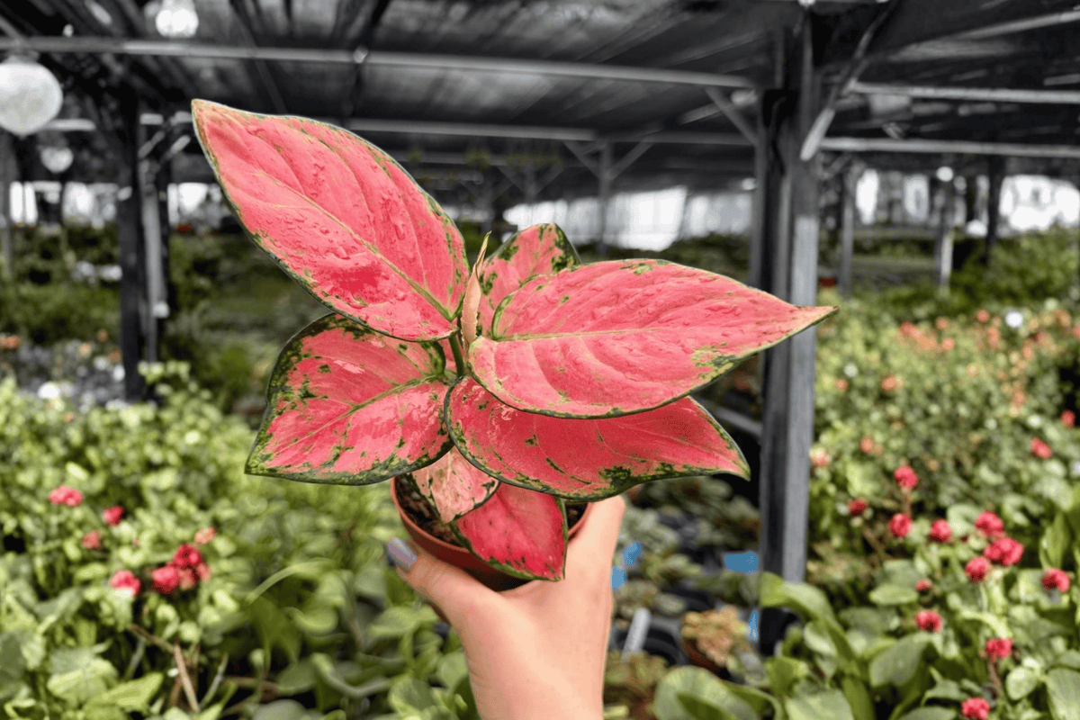 Aglaonema Super Pink 2 Exact Live Plants – 4-Inch Pots – Aglaonema ‘Super Pink’
