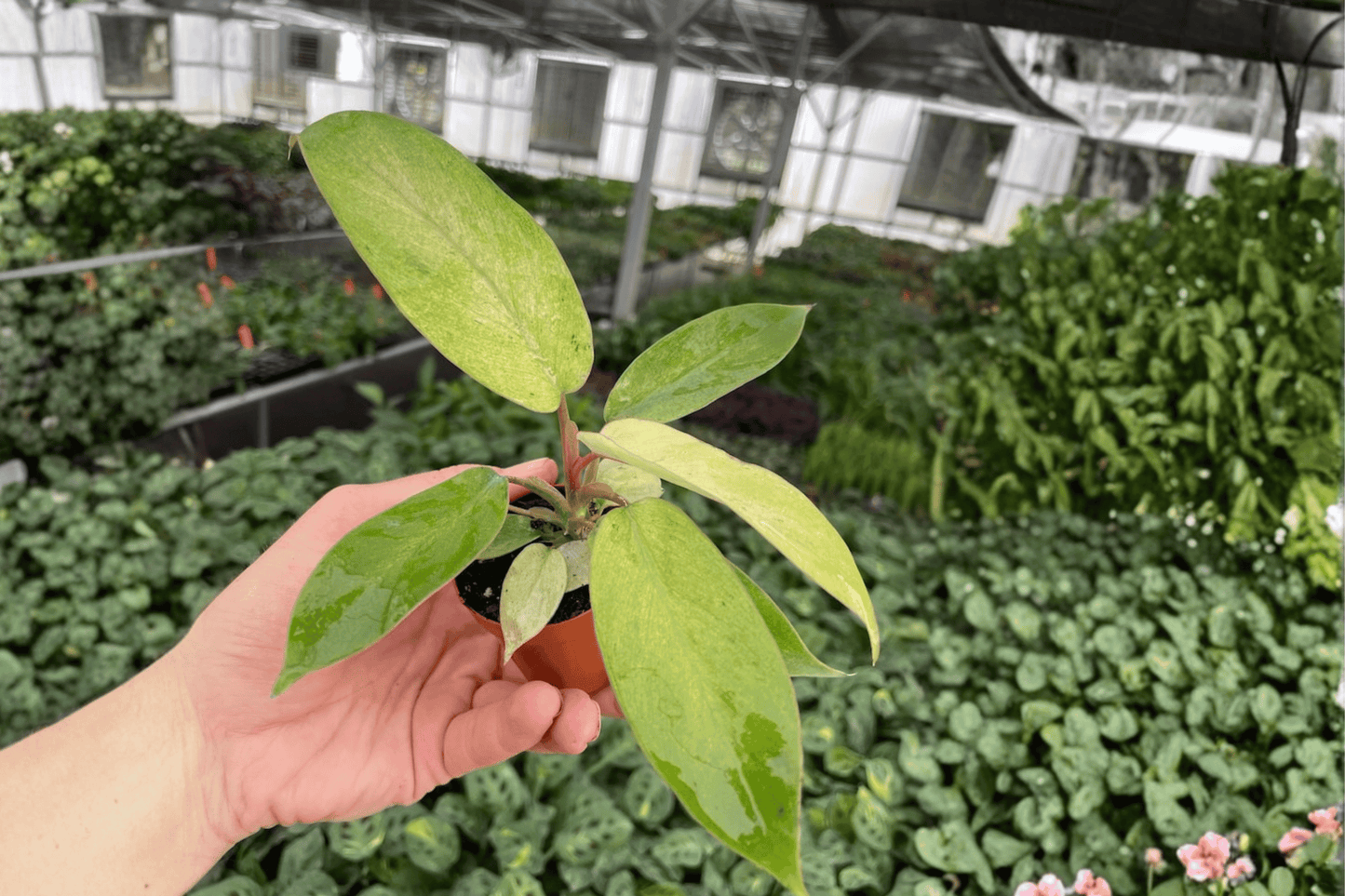 Philodendron Snowdrift Live Starter Plant – 2 Plants Bare Root – Philodendron 'Snowdrift' – Originally Grown in 2" Pot