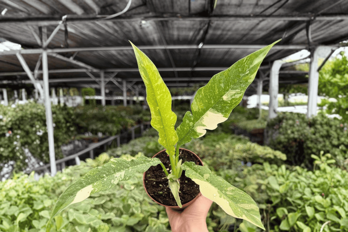 Philodendron Ring of Fire – 2 Exact Live Plants in 4” Pots
