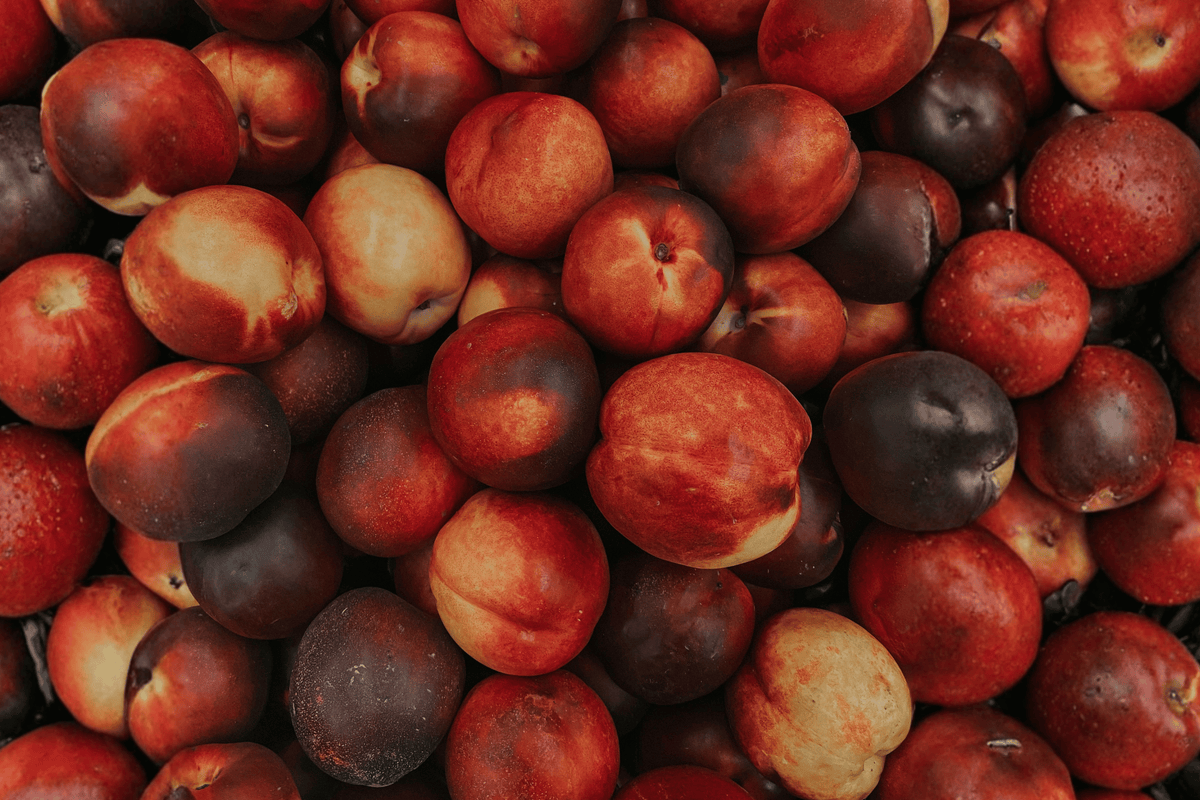 June Princess Nectarine 1 Live Fruit Tree, 3 Gallon Pot, 36 Inches Tall – Prunus persica ‘June Princess’