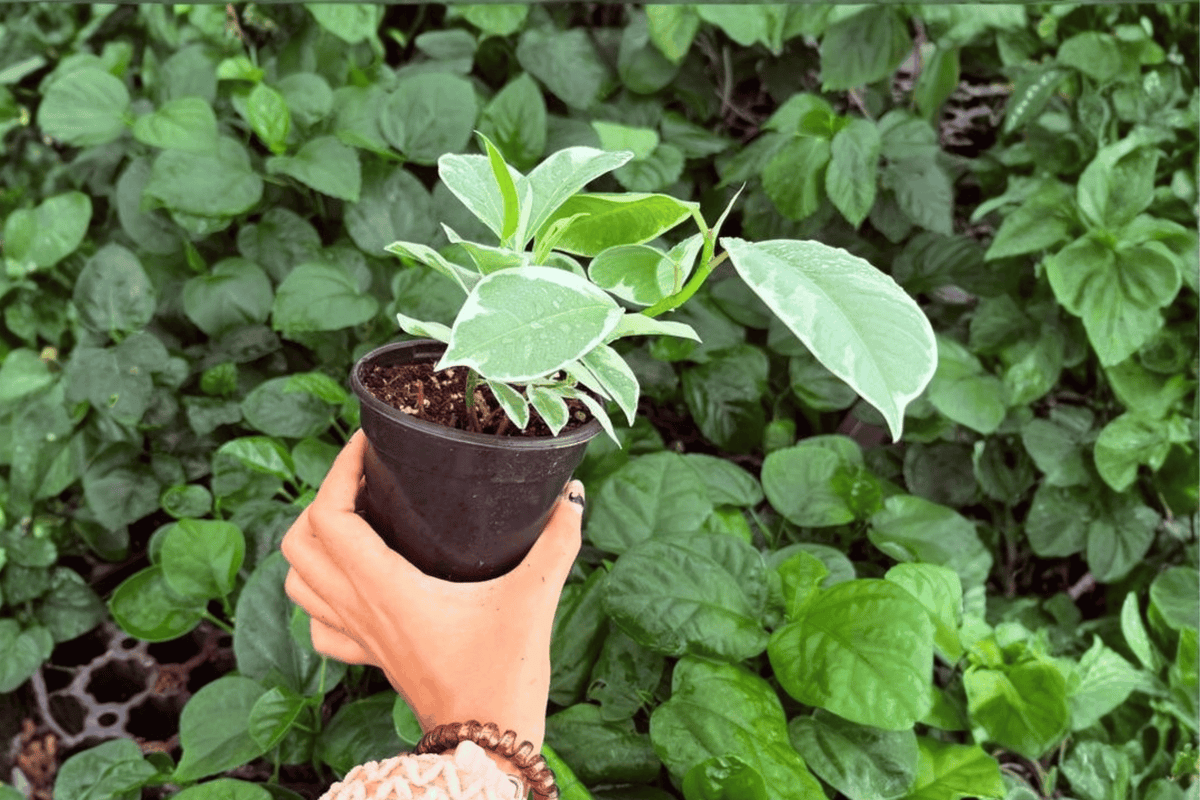 Ficus Tineke 2 Exact Live Plants – 4-Inch Pots – Ficus elastica 'Tineke'