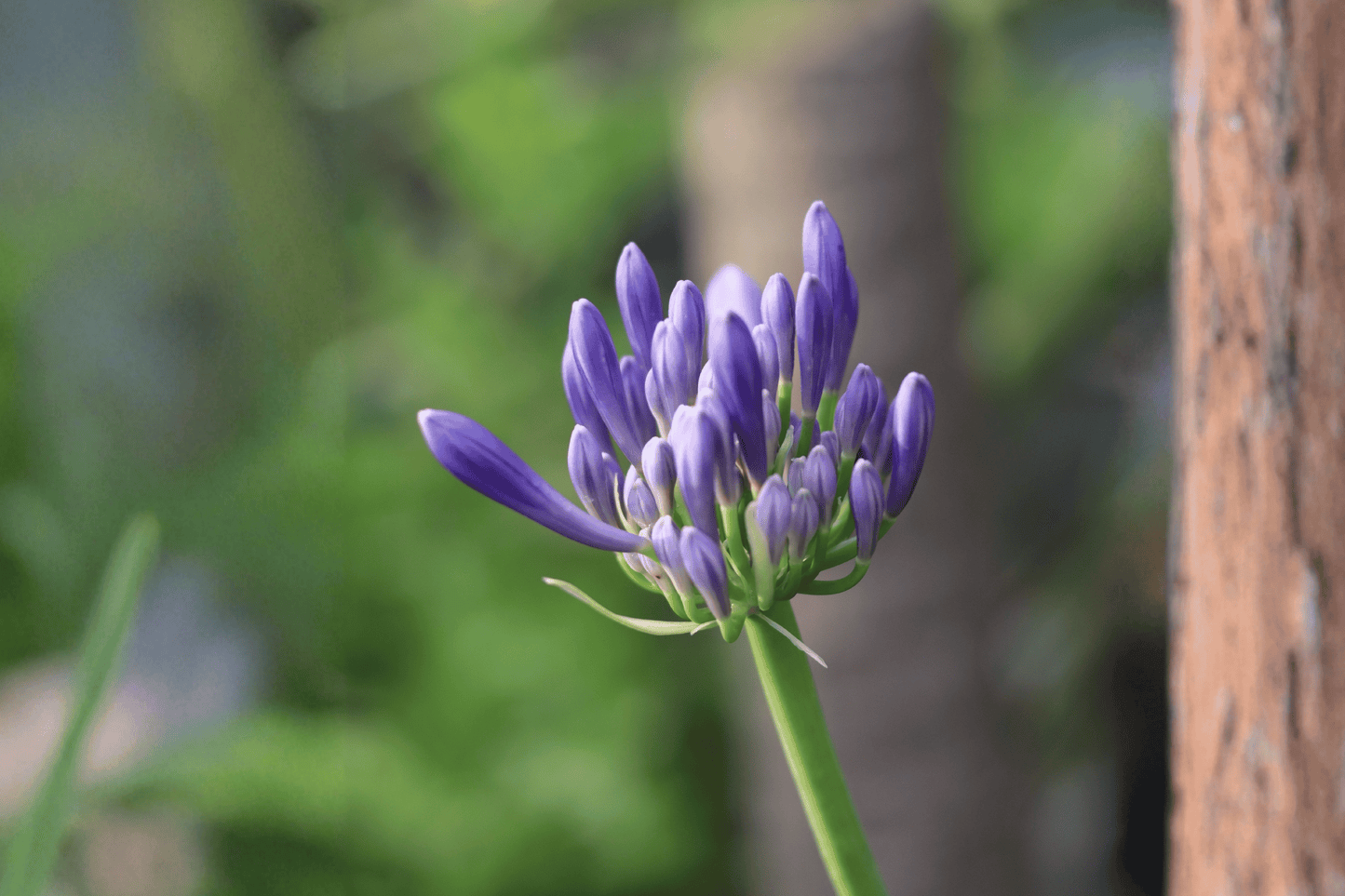 Tinker Bell Lily-of-the-Nile 1 Live Plant – 4-Inch Pot – Agapanthus ‘Tinker Bell’